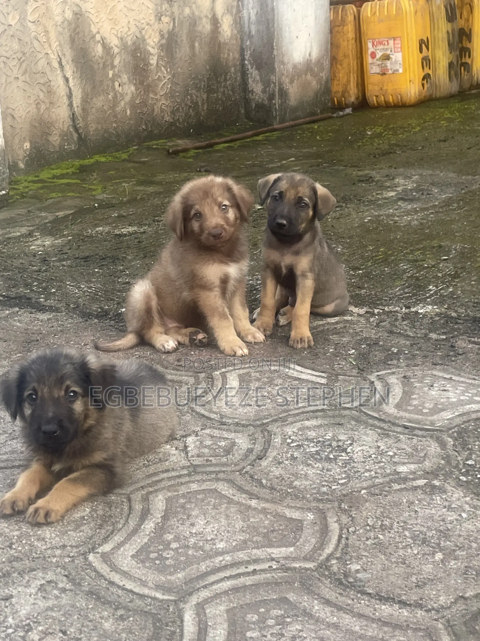 1-3 months Female Purebred German Shepherd
