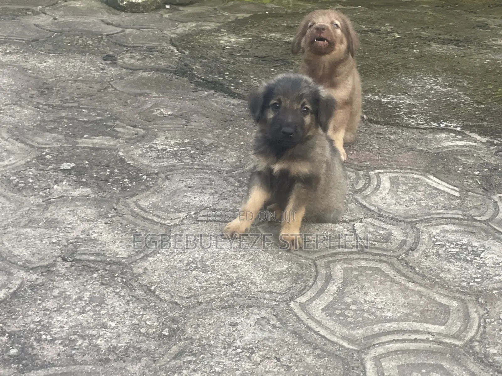 1-3 months Female Purebred German Shepherd