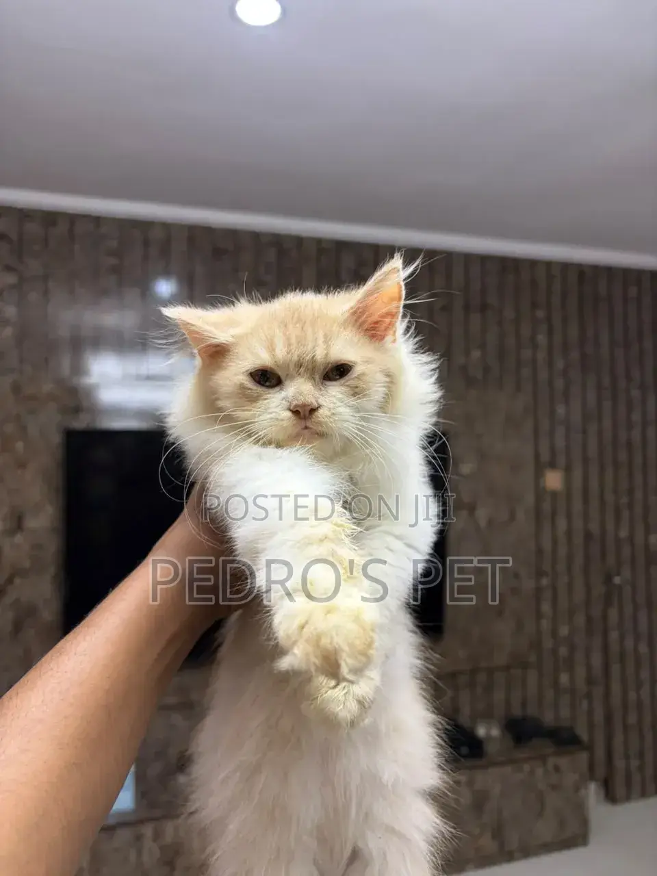 1-3 months Female Purebred Persian