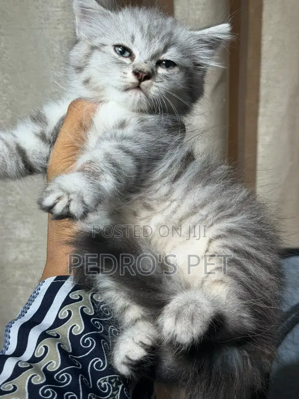 1-3 months Female Purebred Persian
