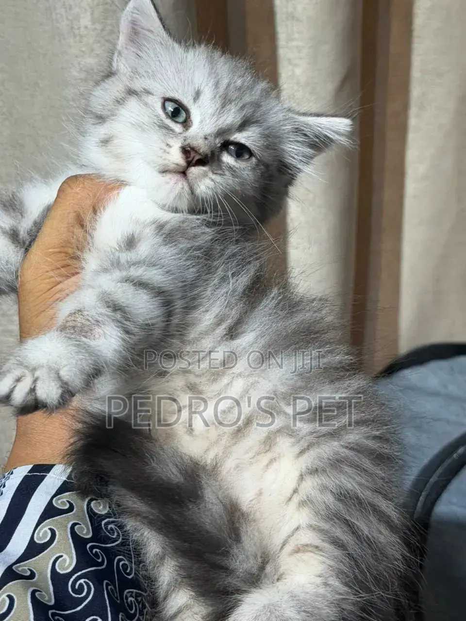 1-3 months Female Purebred Persian