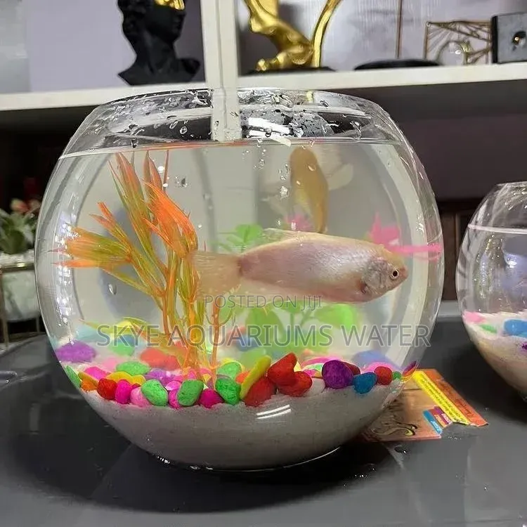 Fish Bowl Aquarium
