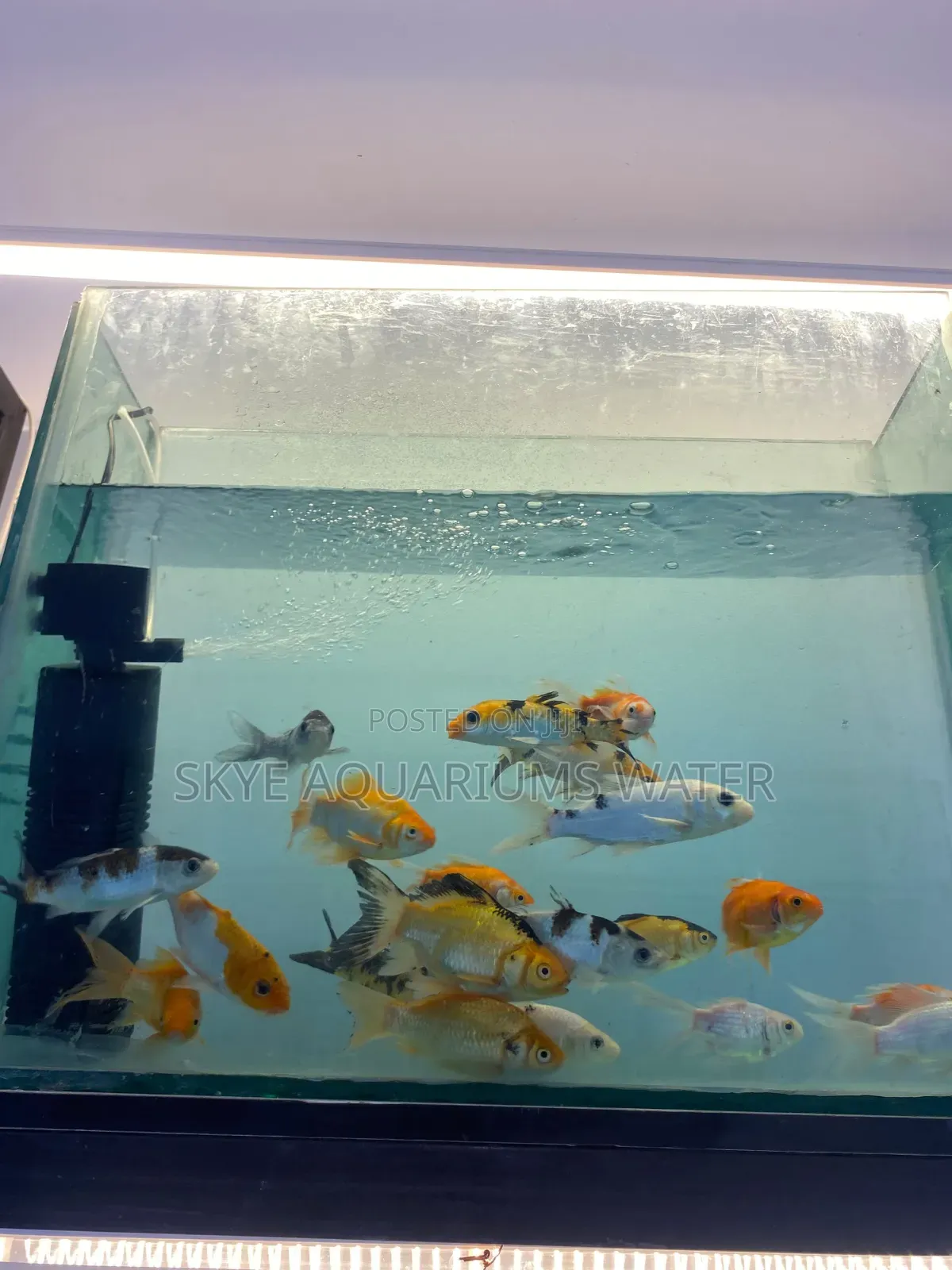Gold Fish and Koi Fish