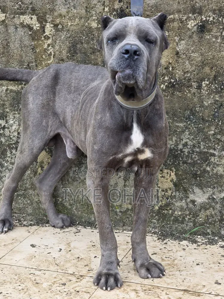 1+ year Male Purebred Cane Corso