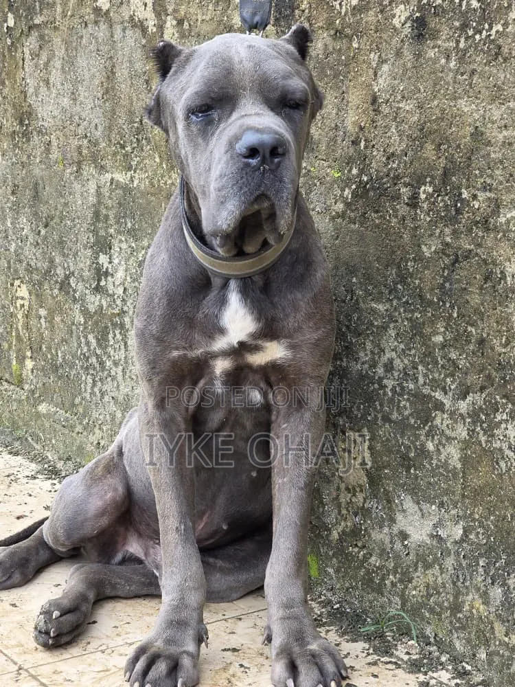 1+ year Male Purebred Cane Corso