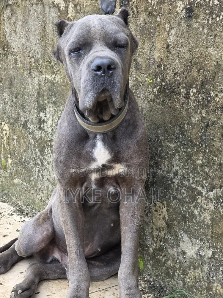 1+ year Male Purebred Cane Corso
