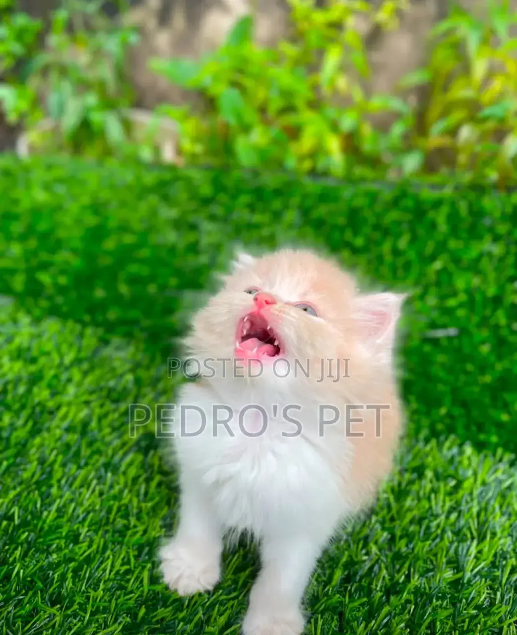 1-3 months Female Purebred Persian