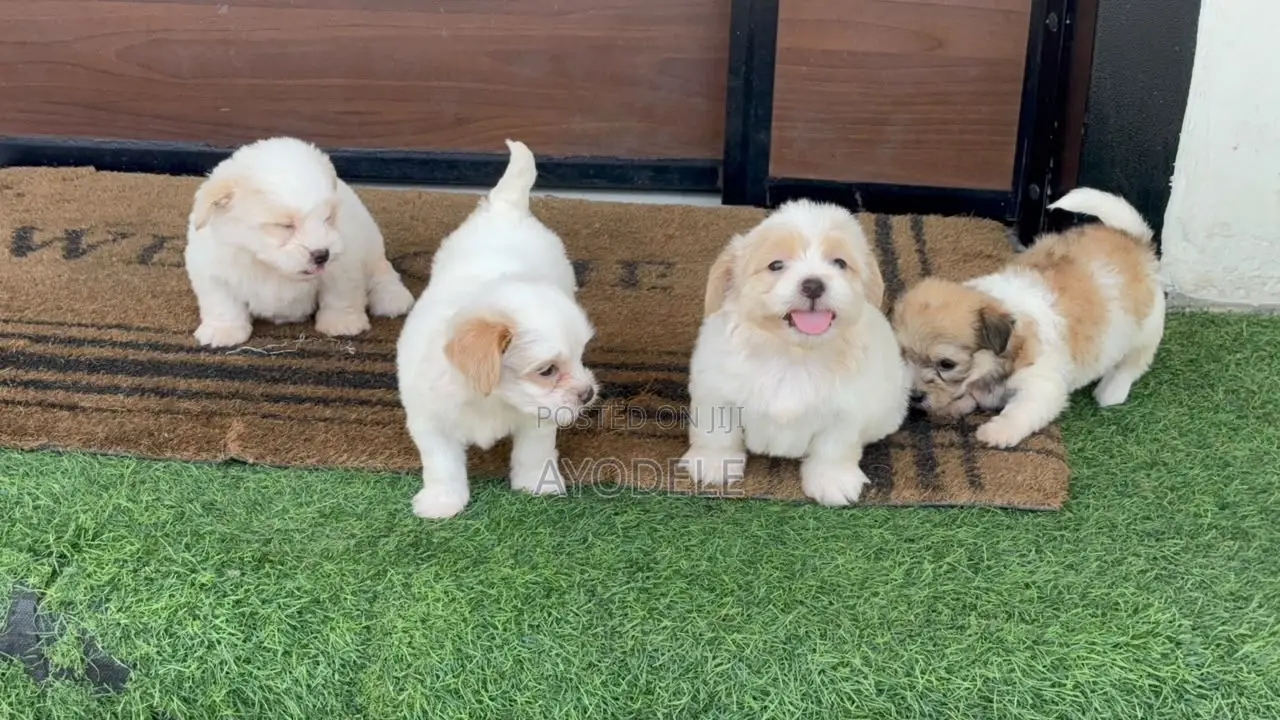 1-3 months Male Purebred Lhasa Apso