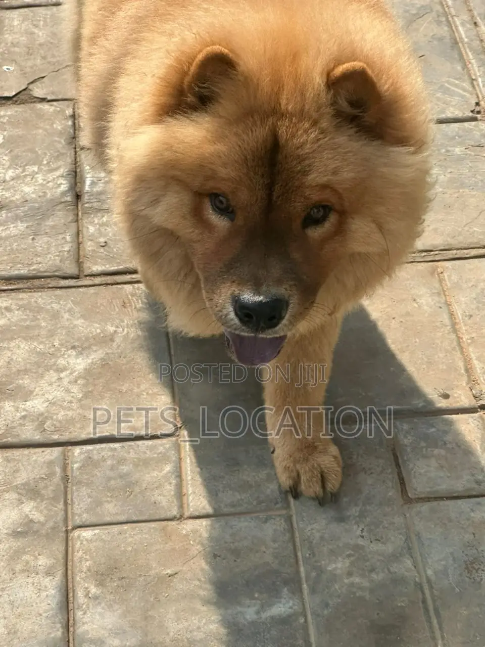 6-12 months Male Purebred Chow Chow