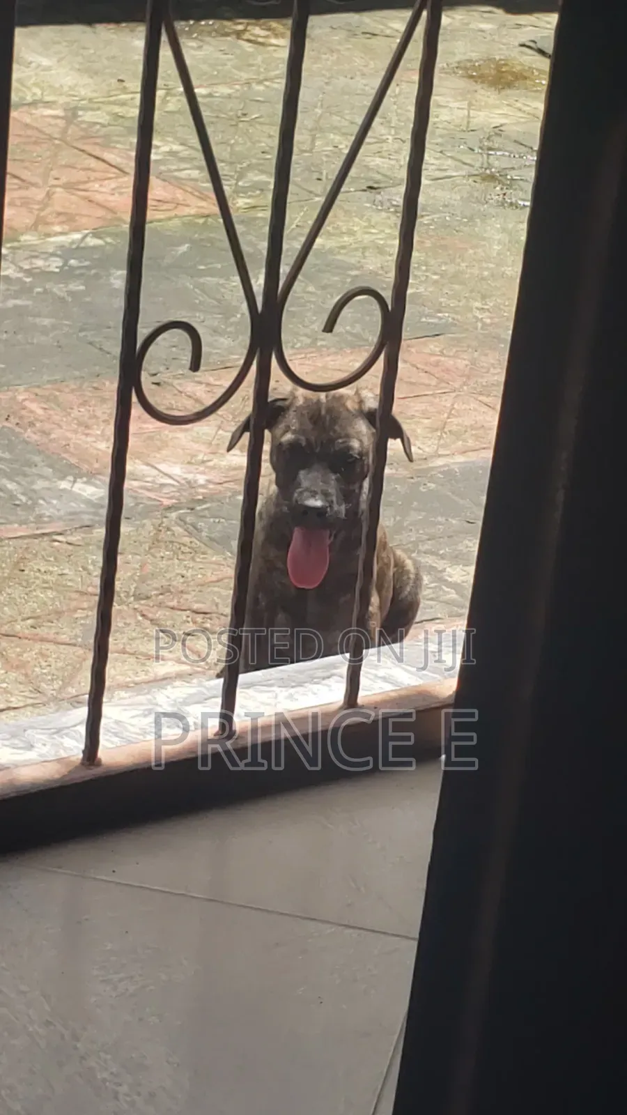 1-3 months Male Purebred Boerboel