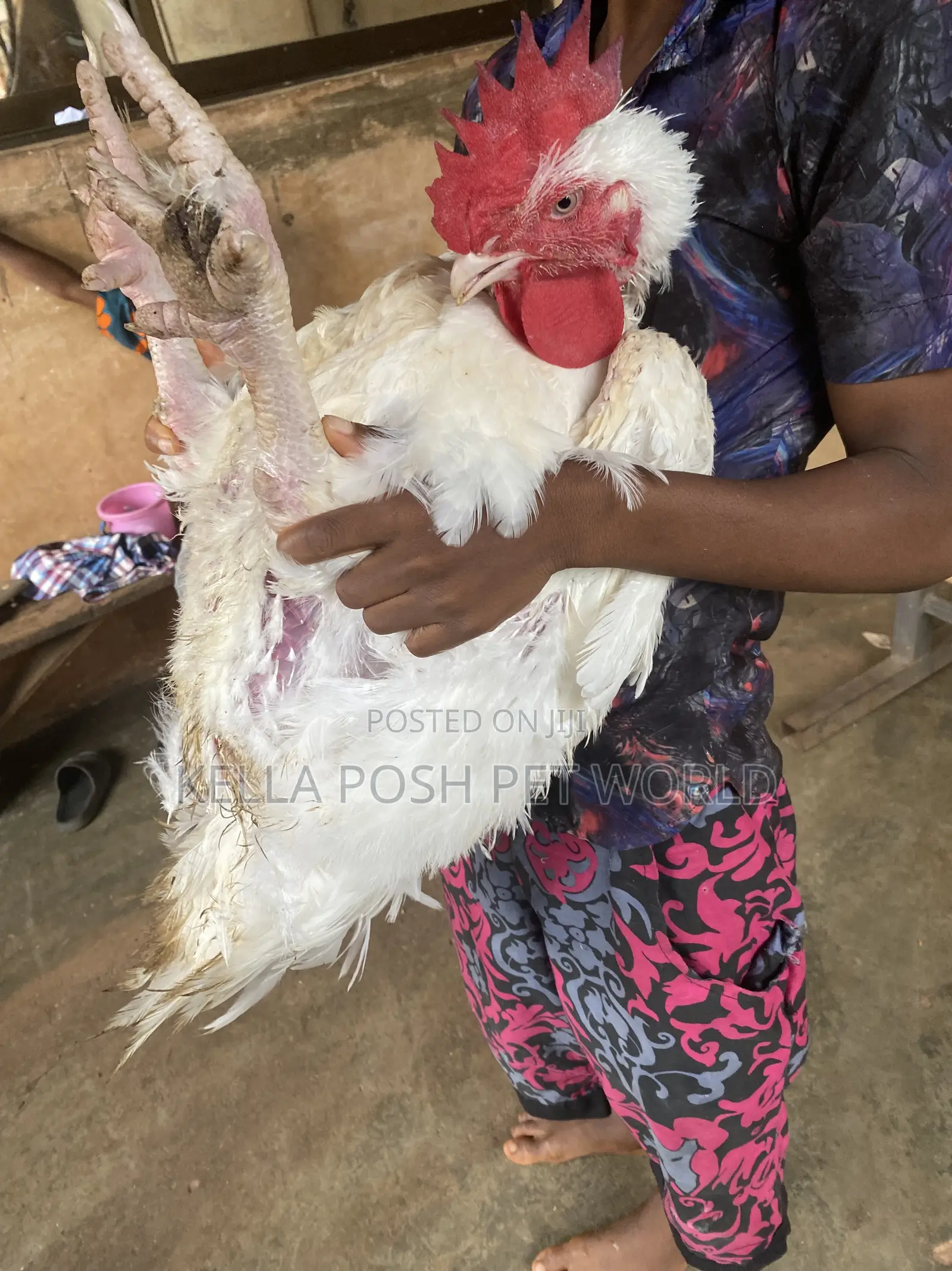 *  Live Broiler Chickens Available for Sale