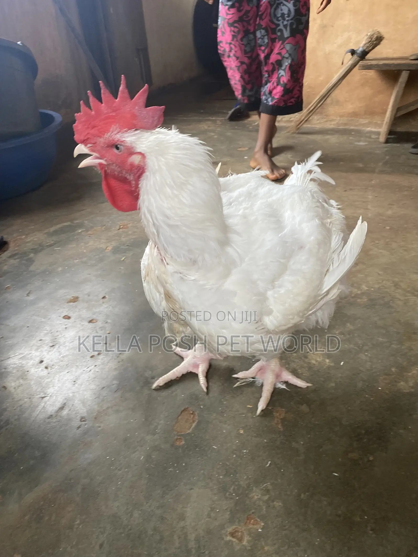 *  Live Broiler Chickens Available for Sale