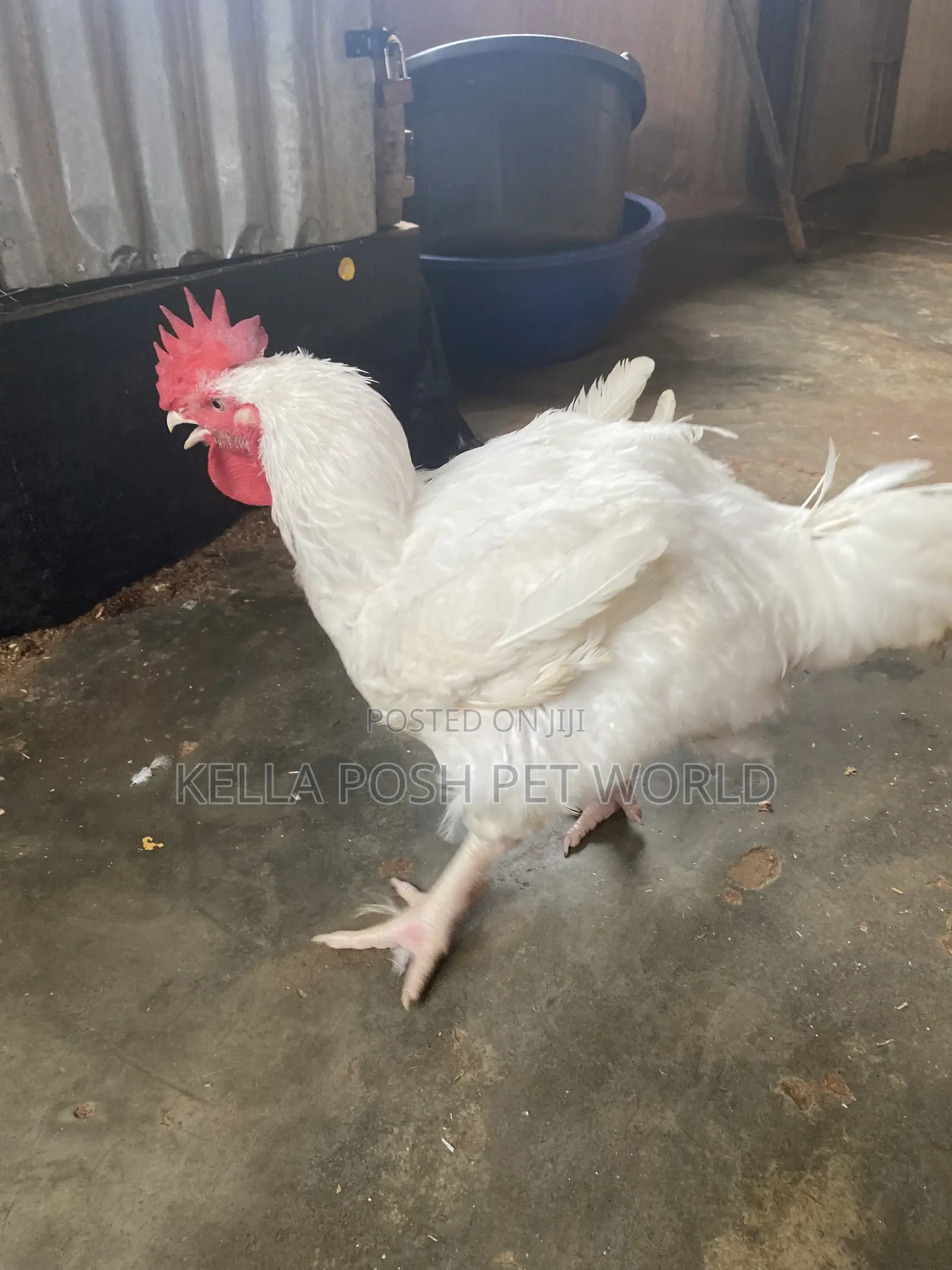 *  Live Broiler Chickens Available for Sale