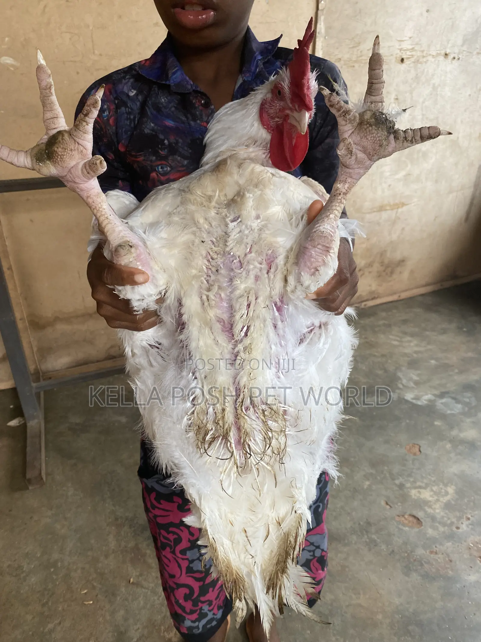 *  Live Broiler Chickens Available for Sale