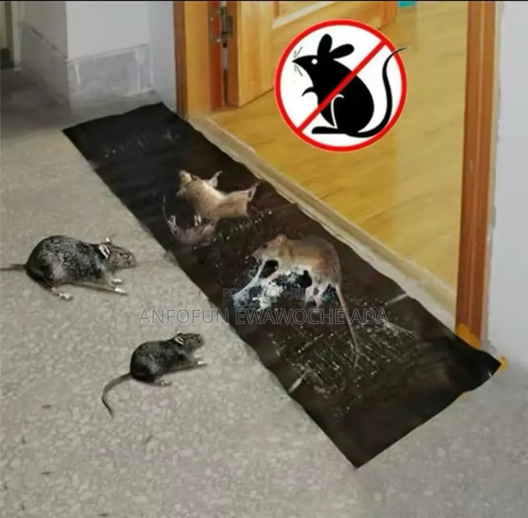 Rat Control Device – Effective Rodent Management