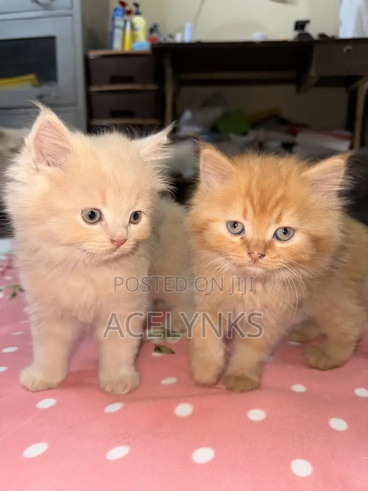 1-3 months Male Purebred Persian