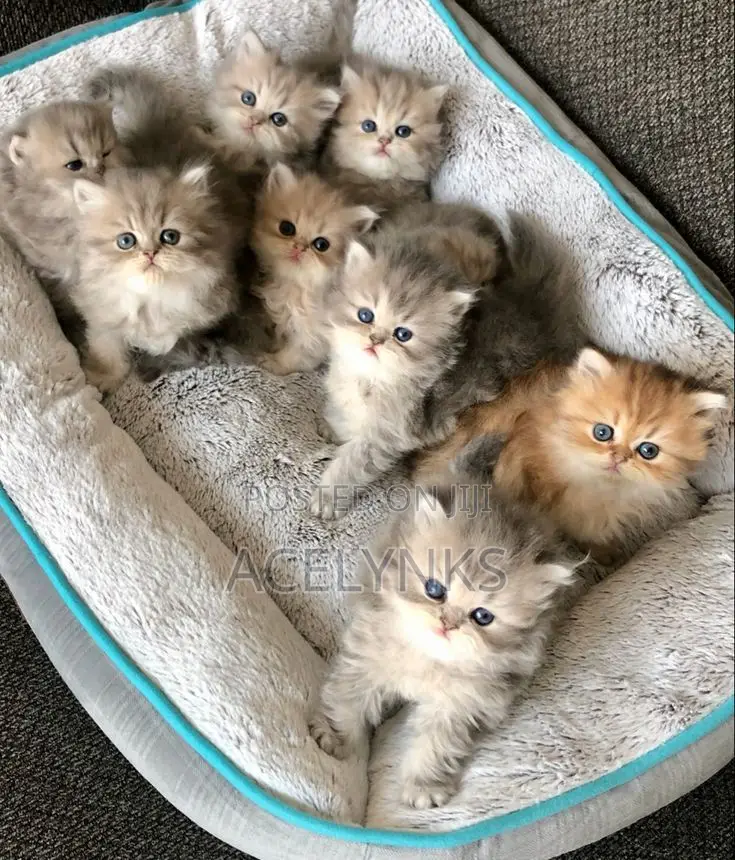 1-3 months Male Purebred Persian