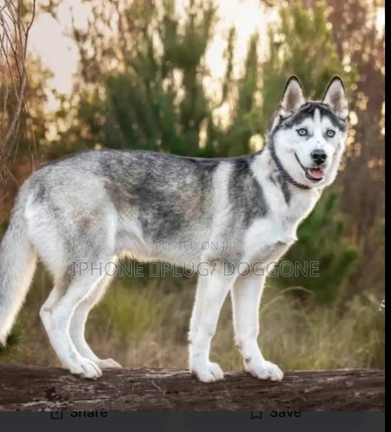 6-12 months Female Purebred Siberian Husky