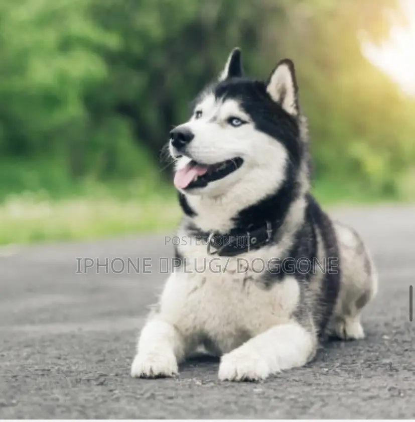 6-12 months Female Purebred Siberian Husky