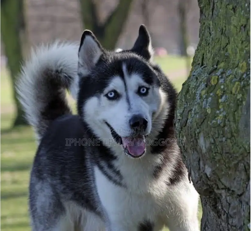 6-12 months Female Purebred Siberian Husky