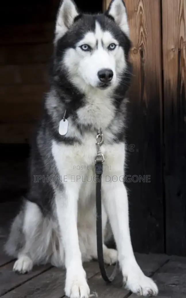 1+ year Female Purebred Siberian Husky