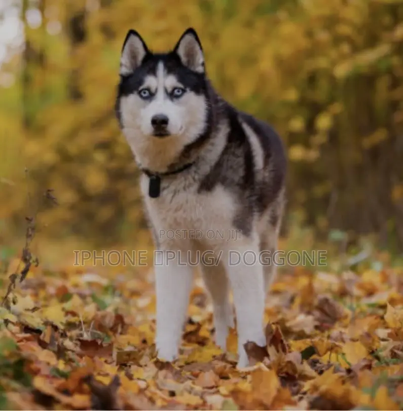 1+ year Female Purebred Siberian Husky