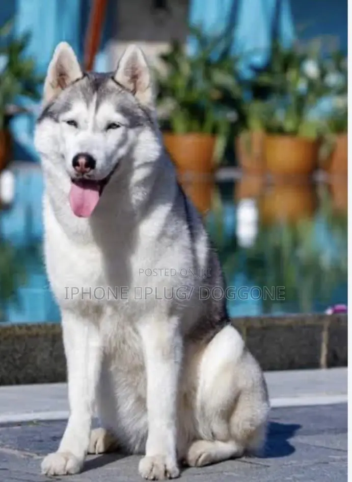 1+ year Female Purebred Siberian Husky