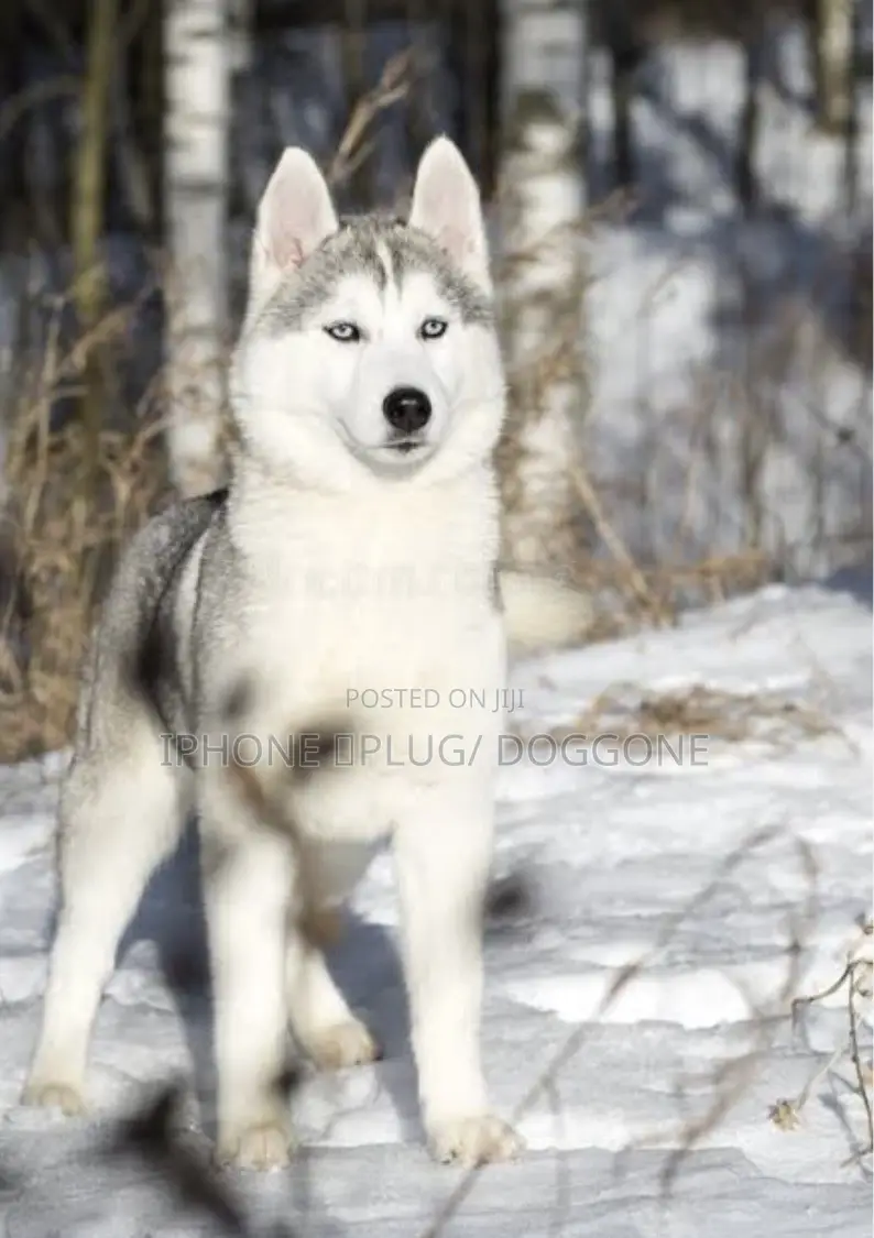 1+ year Female Purebred Siberian Husky