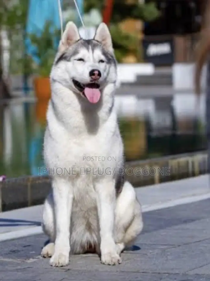 1+ year Female Purebred Siberian Husky