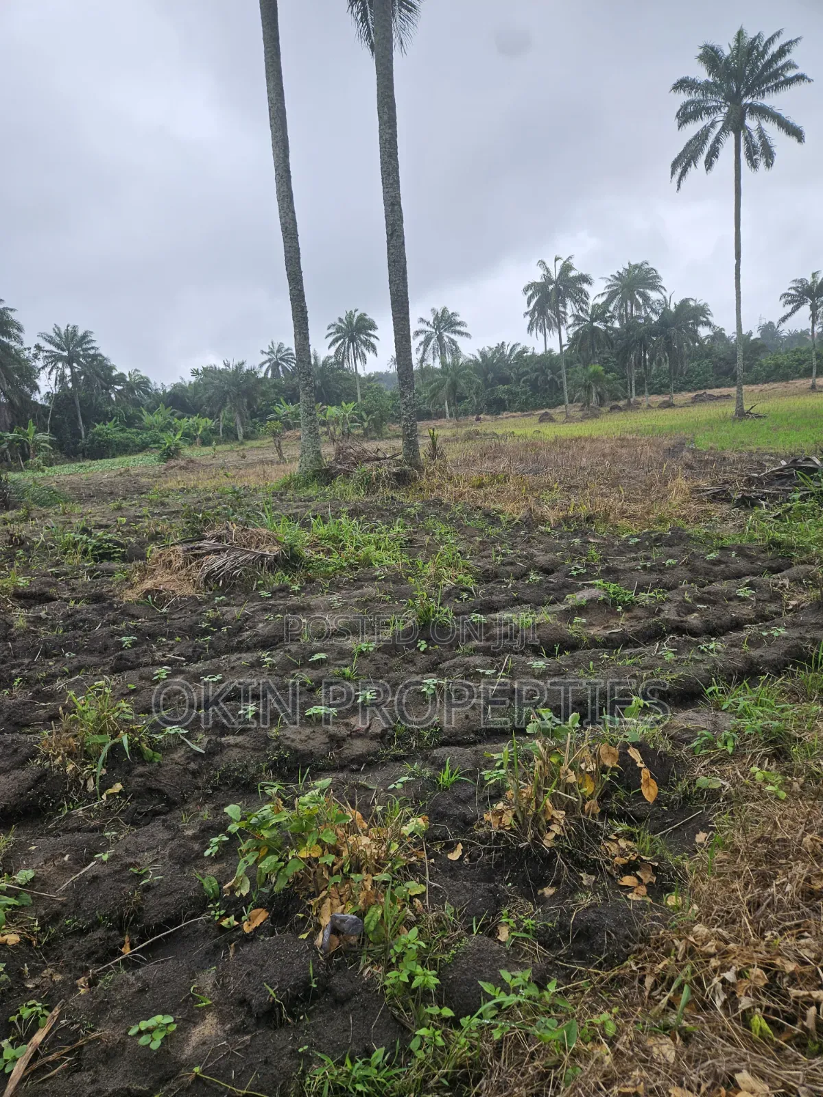 3 Acres of Swamped Land for Farming