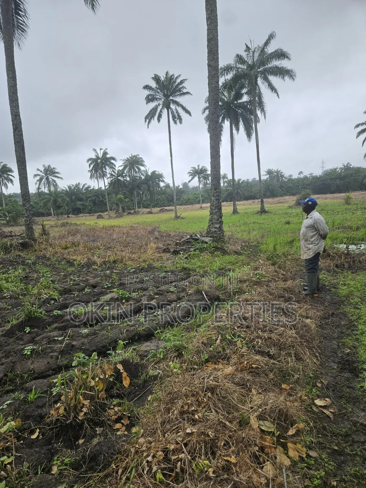 3 Acres of Swamped Land for Farming