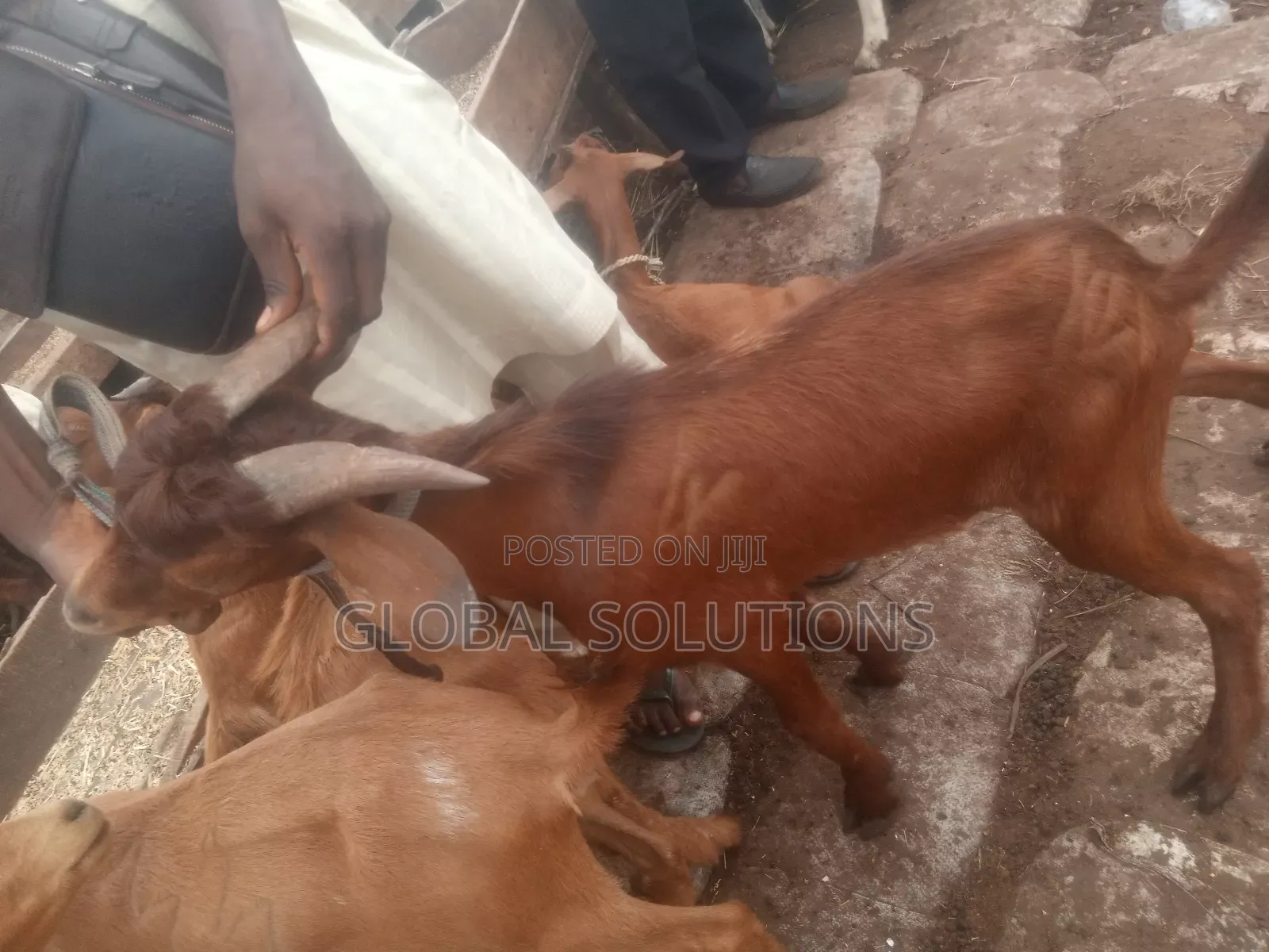 Cheap Cows, Goats and Rams for Sale in Awka
