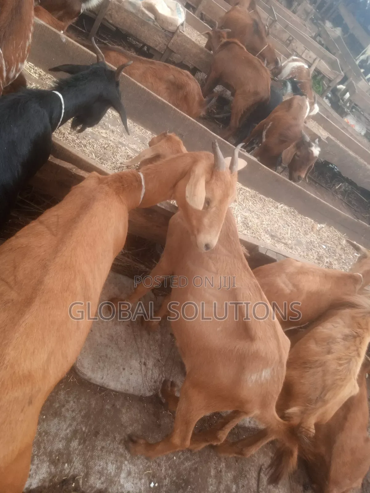 Cheap Cows, Goats and Rams for Sale in Awka