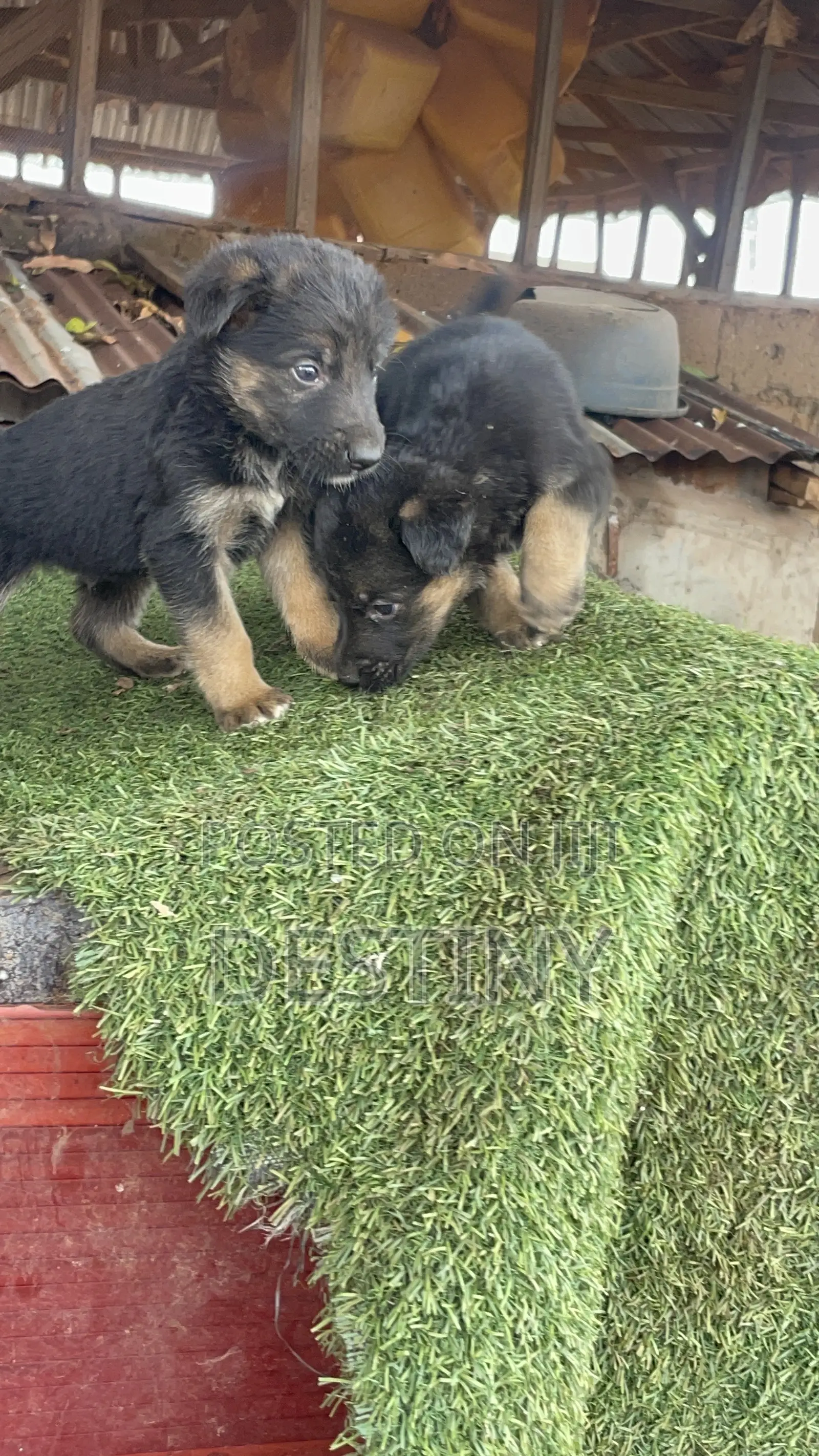 1-3 months Male Purebred German Shepherd
