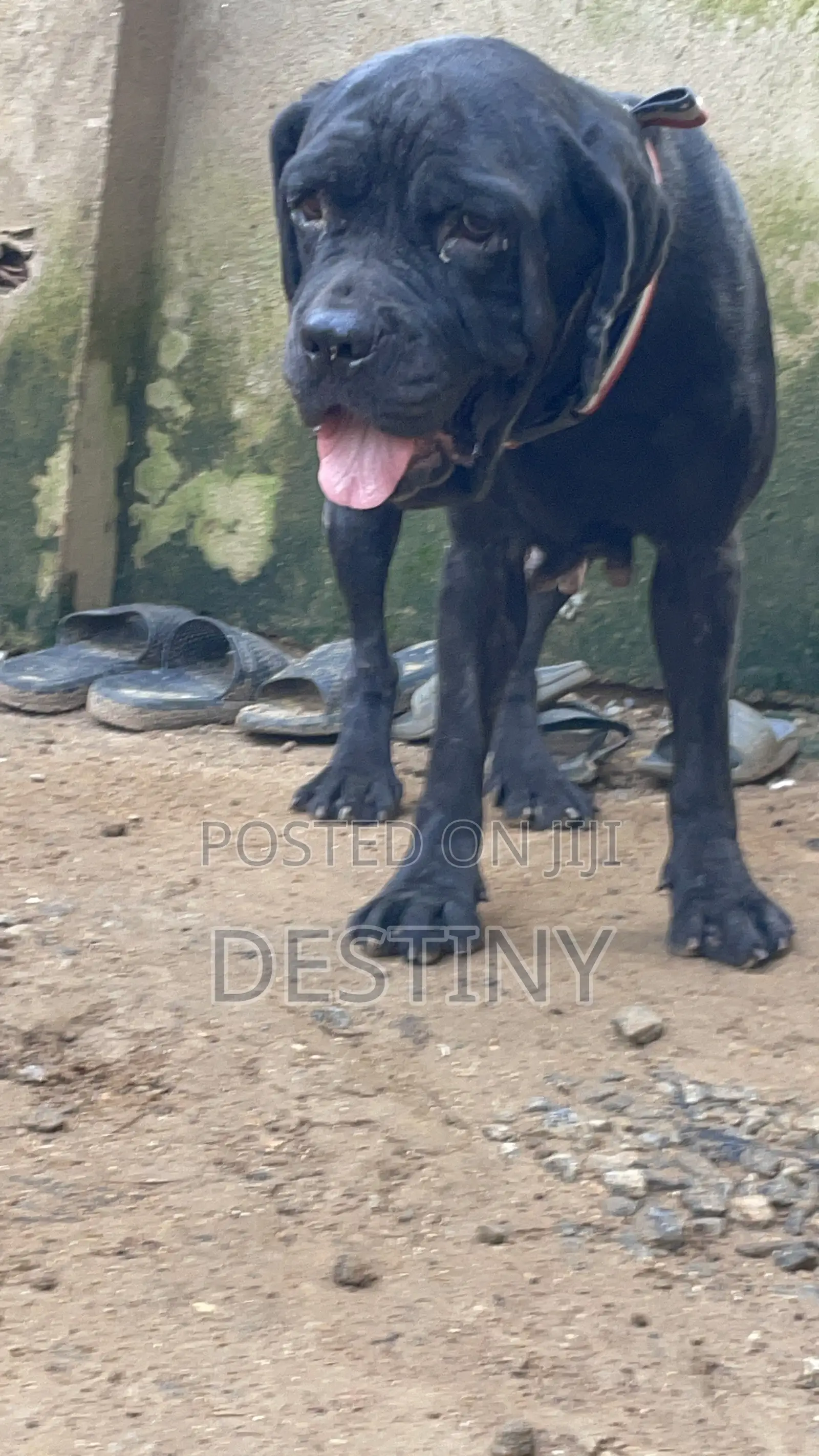 1+ year Female Purebred Cane Corso