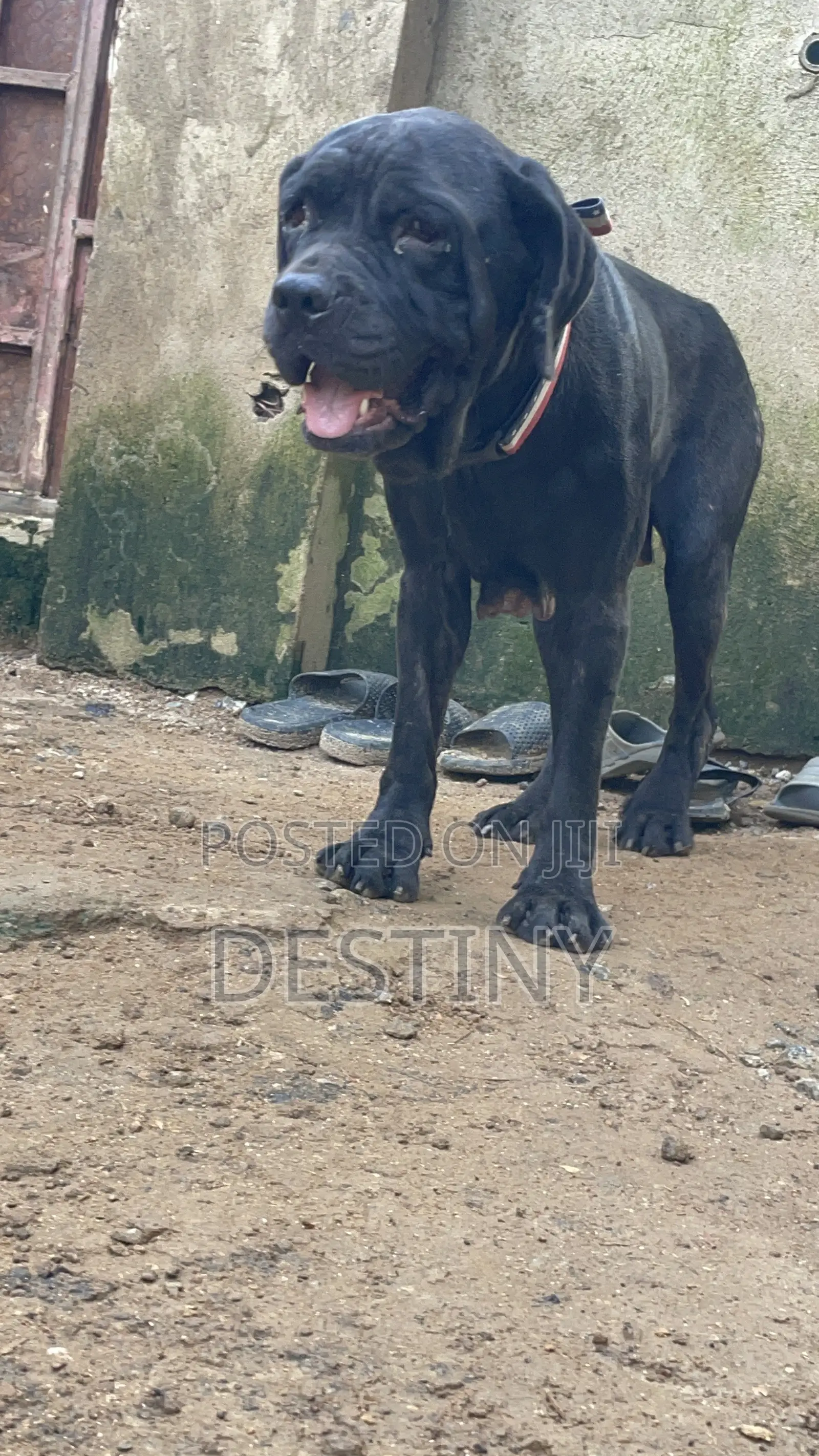 1+ year Female Purebred Cane Corso