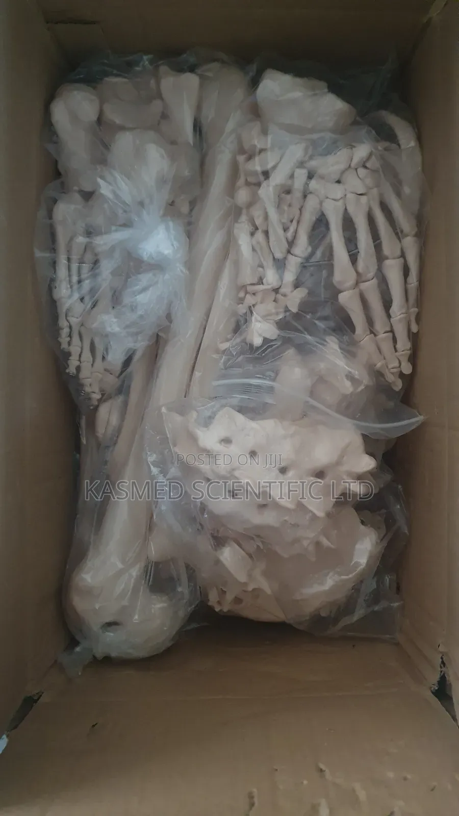 Disarticulated Skeleton ( Gaint ) Medical and Laboratory