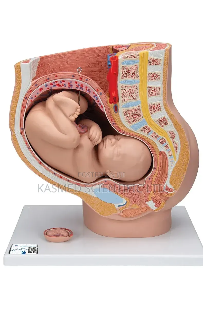 Human Baby in Uterus ( Pelvic ) Laboratory and Medical
