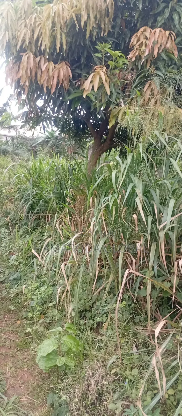 4 Plots of Land in Omolade,Igando