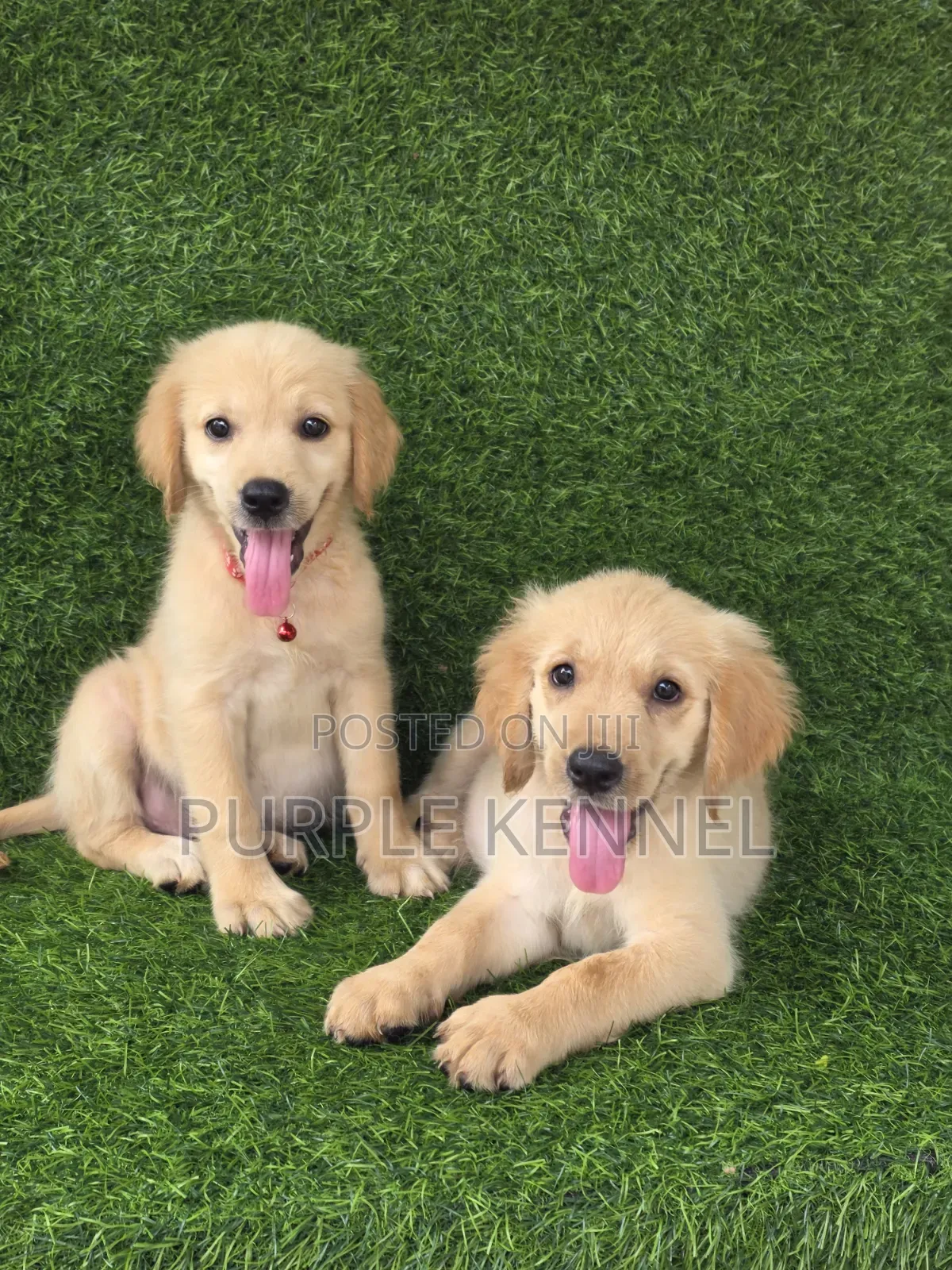 1-3 months Female Purebred Golden Retriever
