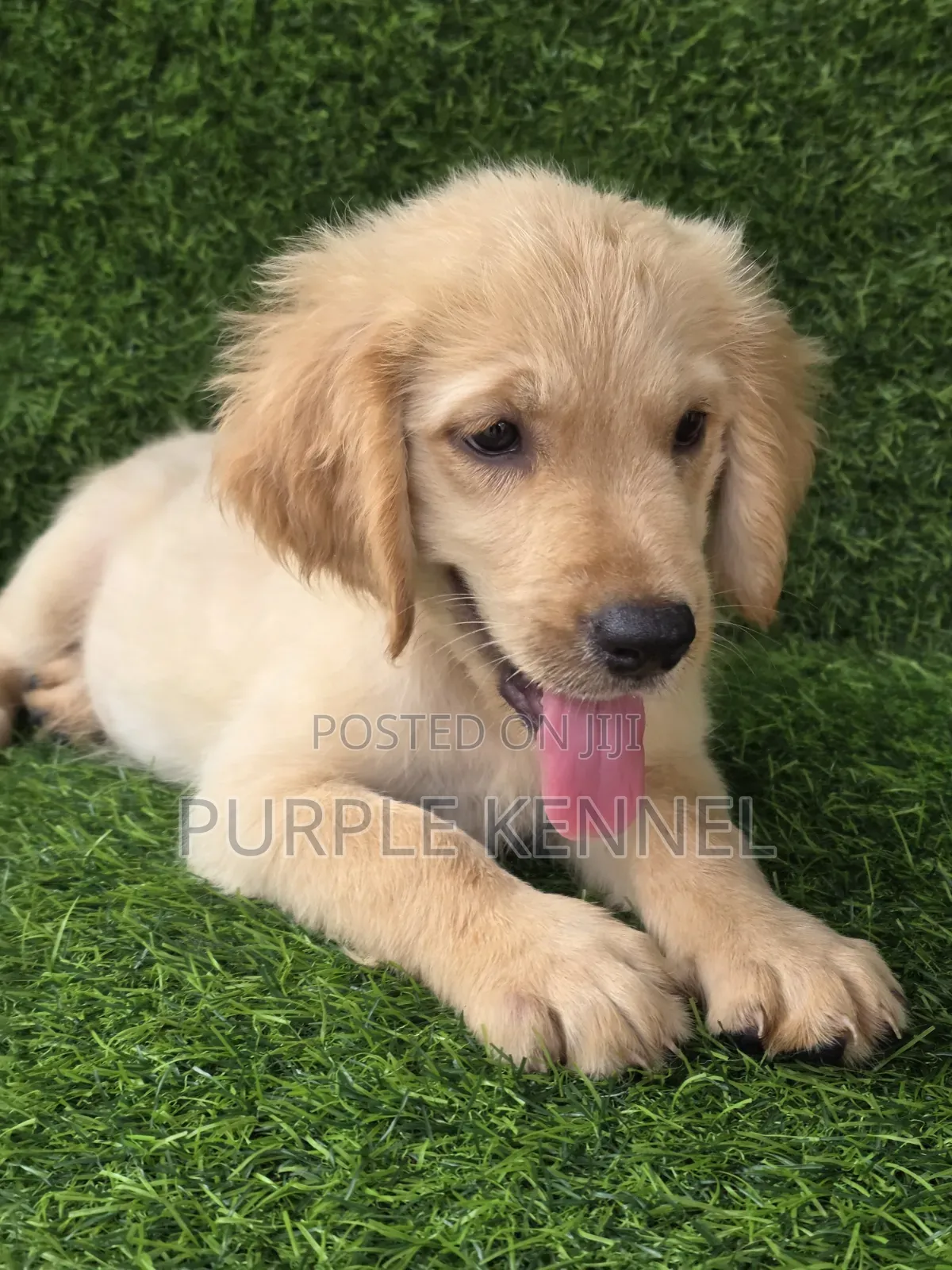 1-3 months Female Purebred Golden Retriever