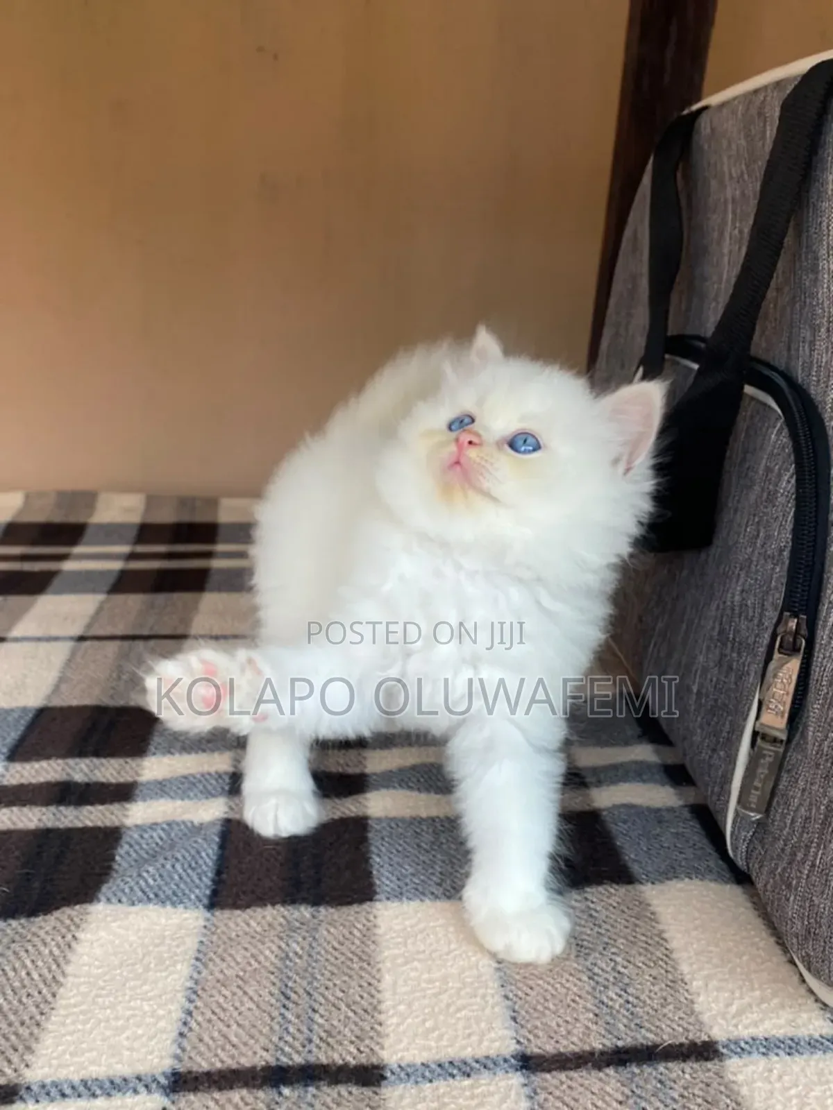1-3 months Female Purebred Persian