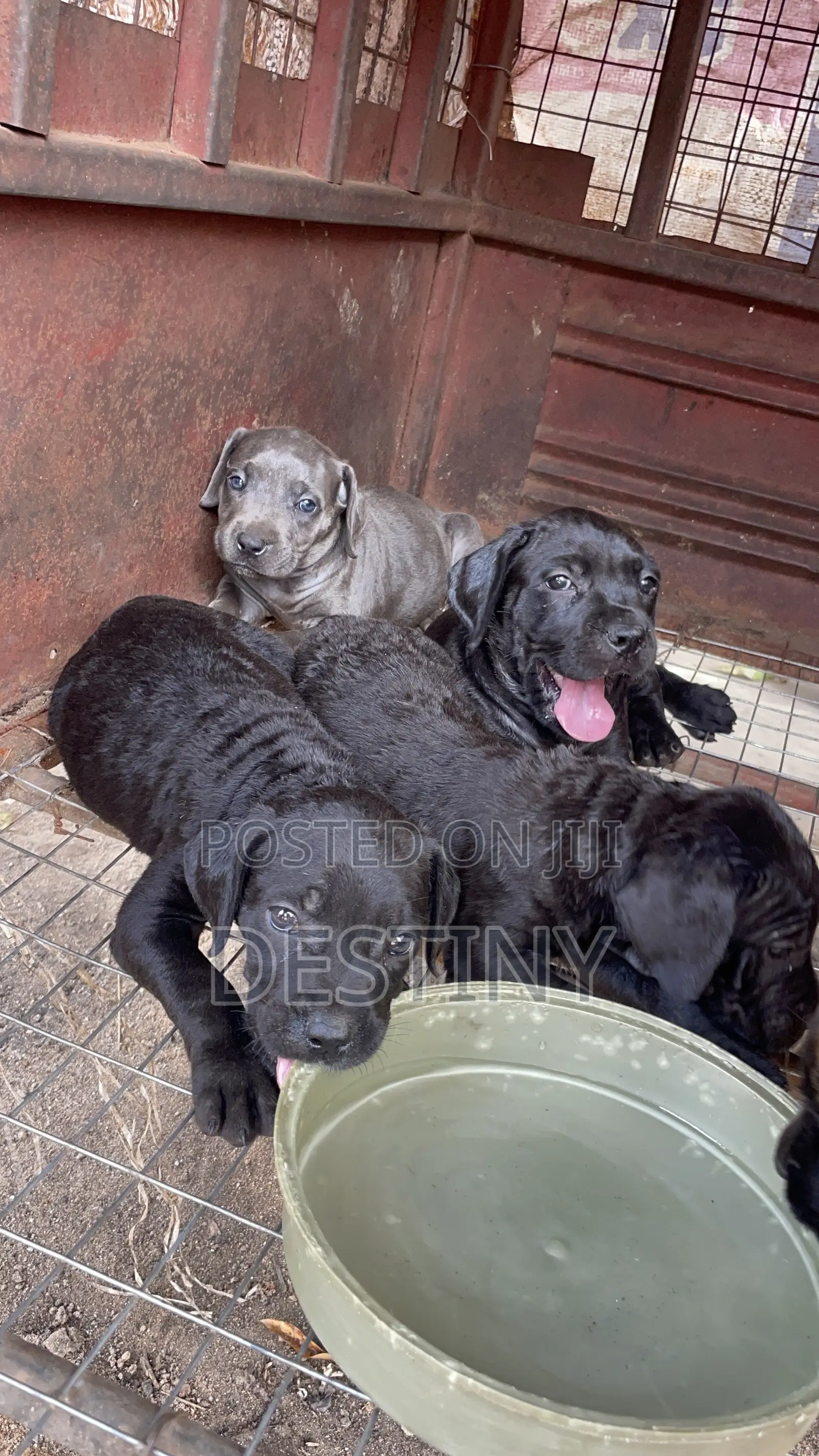 1-3 months Female Purebred Cane Corso