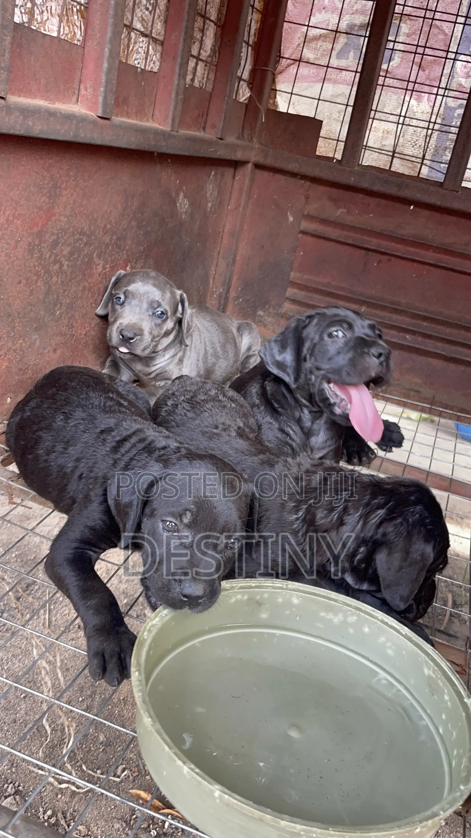 1-3 months Female Purebred Cane Corso