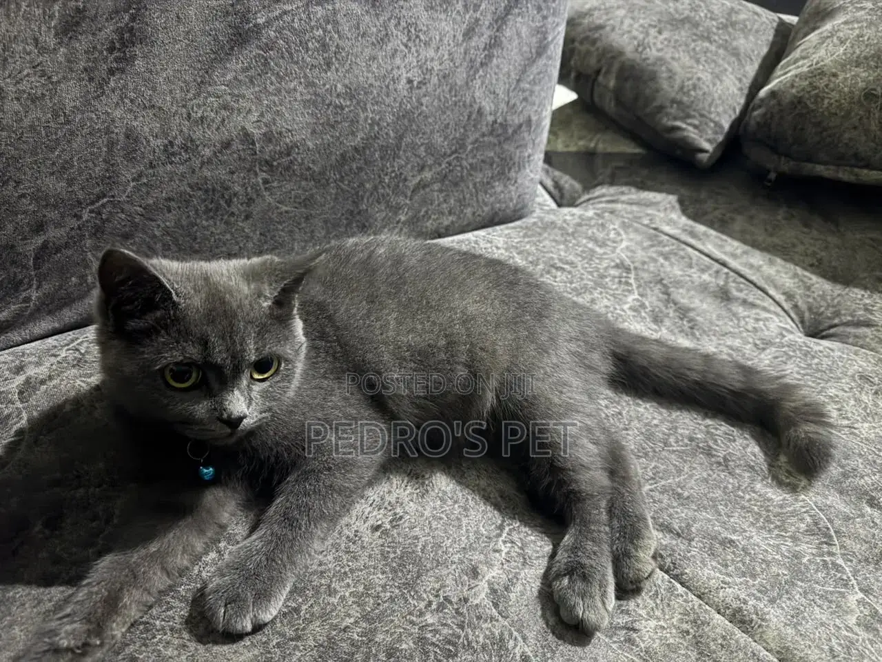 1-3 months Female Purebred British Shorthair