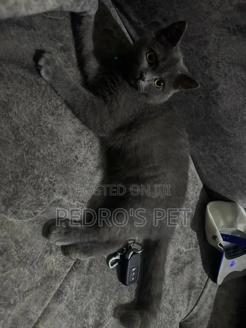 1-3 months Female Purebred British Shorthair
