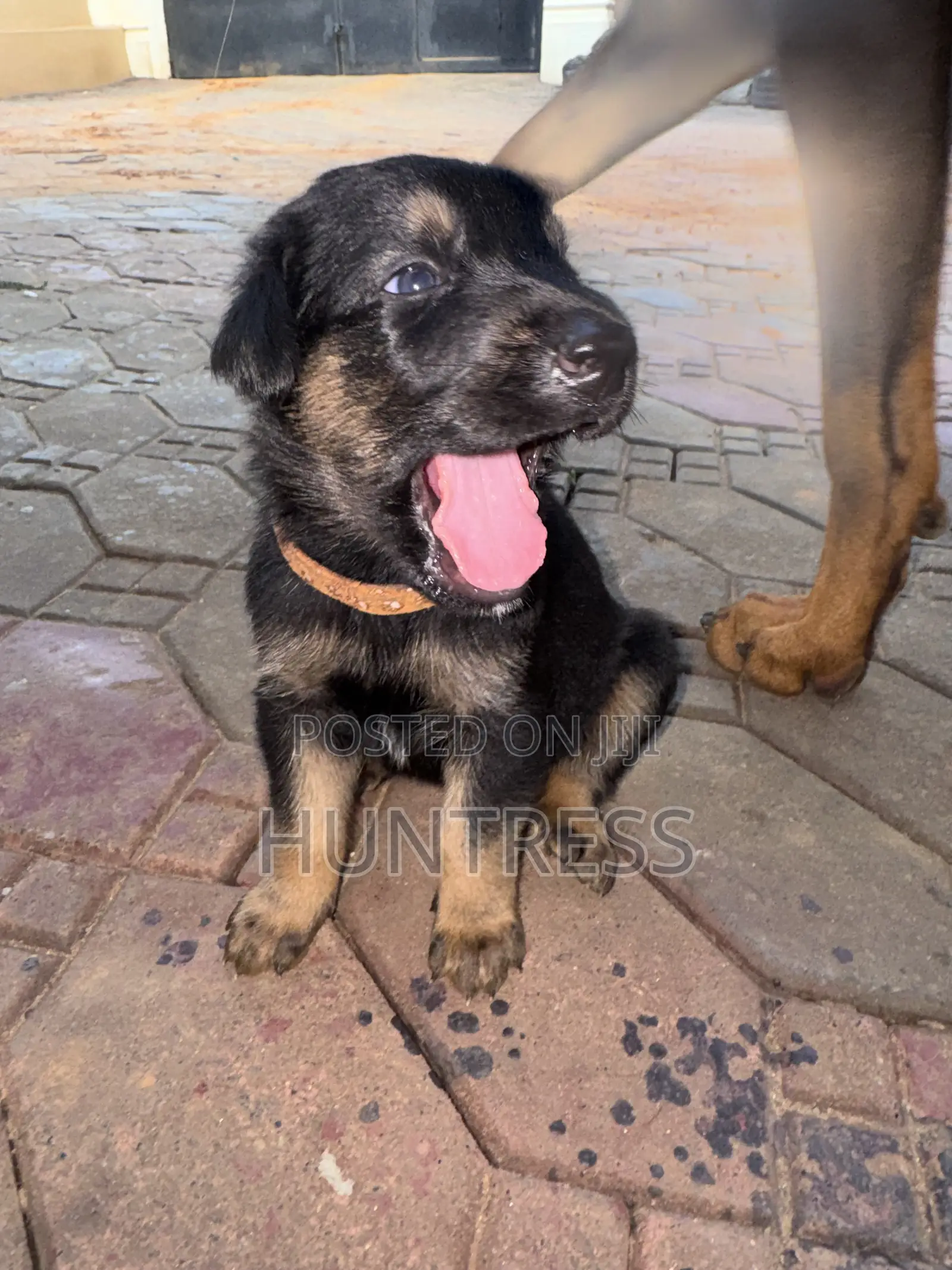 0-1 month Female Mixed Breed German Shepherd