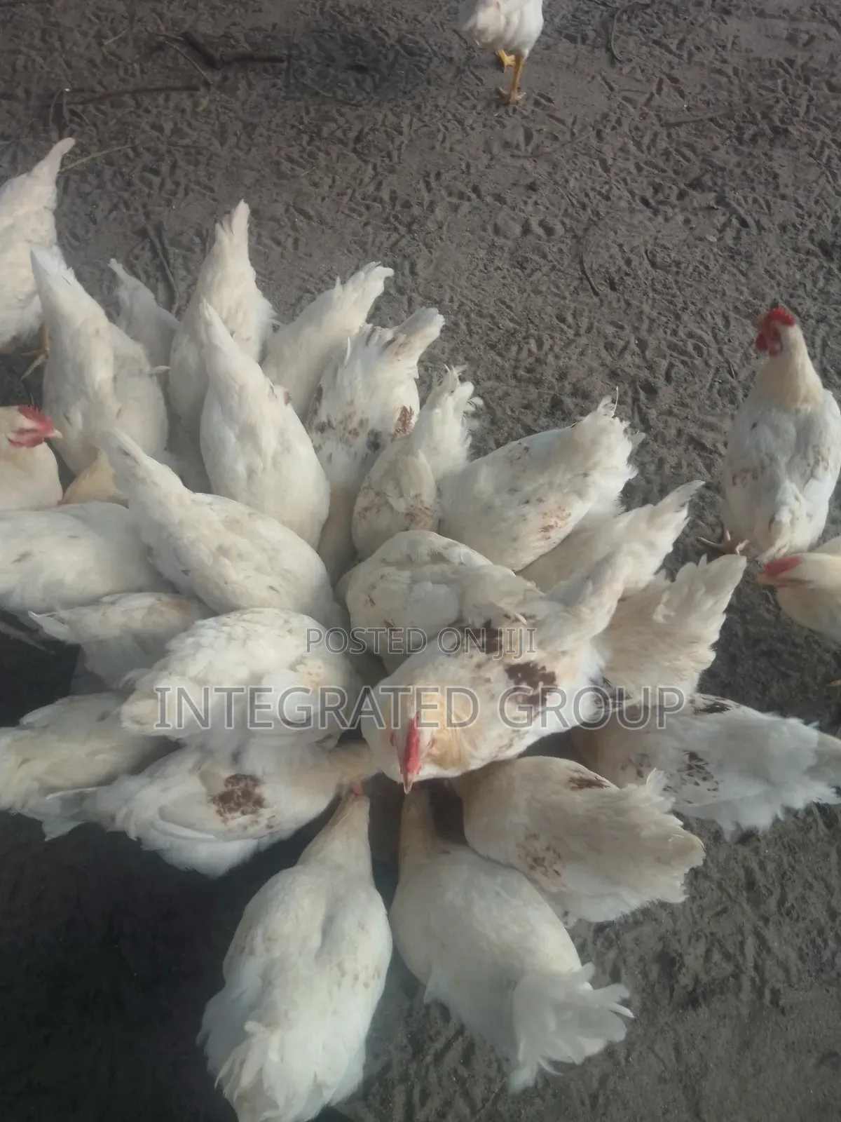 Farm Raised White Cockerel for Sell