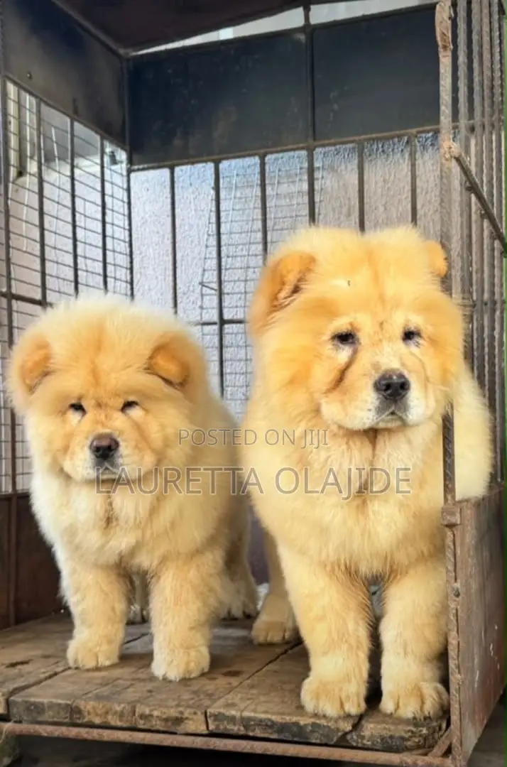 1-3 months Female Purebred Chow Chow