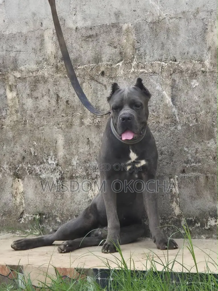 1+ year Male Purebred Cane Corso